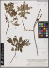 Foto von Salix aurita L. x Salix cinerea L.